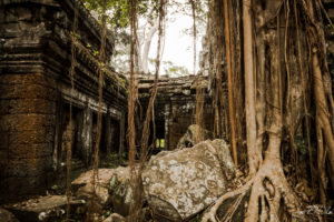 Temple de Ta Prohm site d'Angkor Cambodge