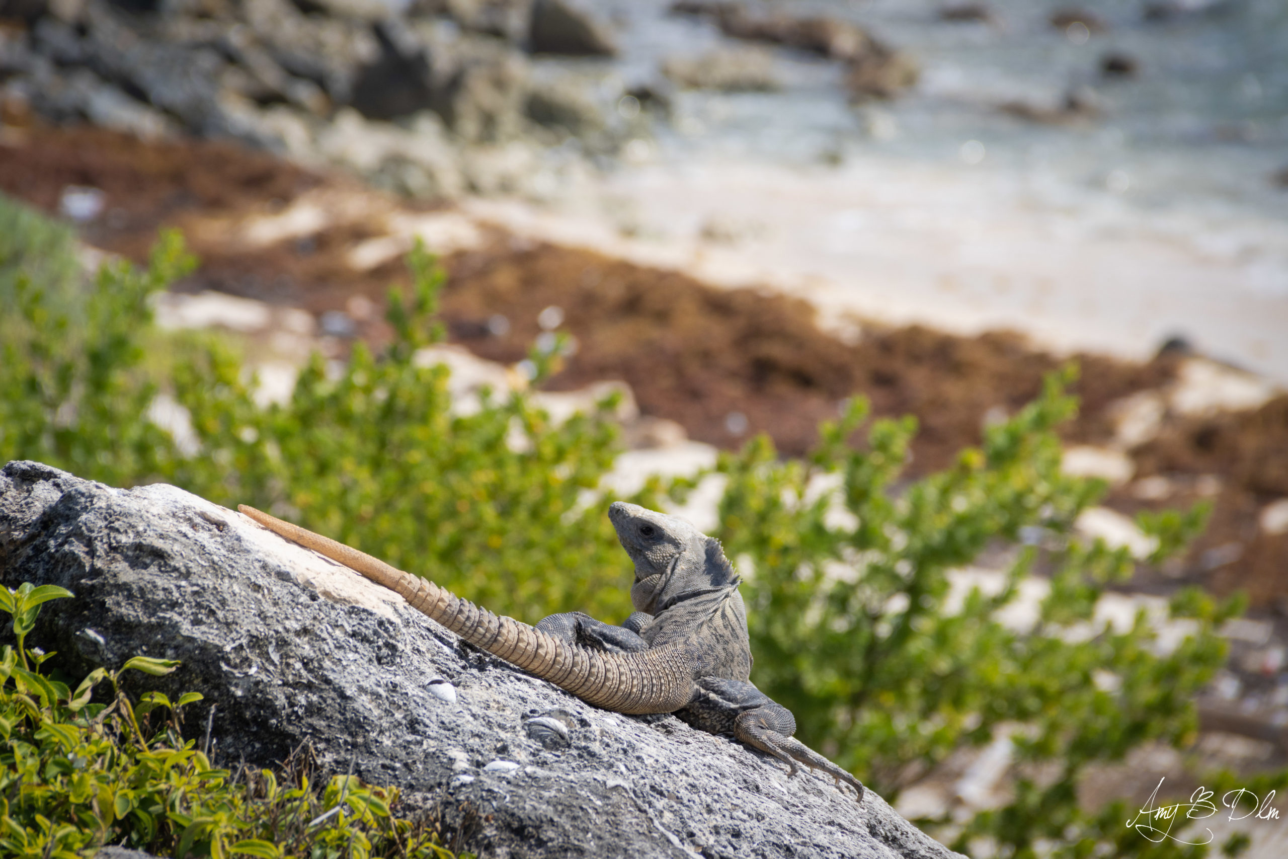 Un iguane marin a Cozumel