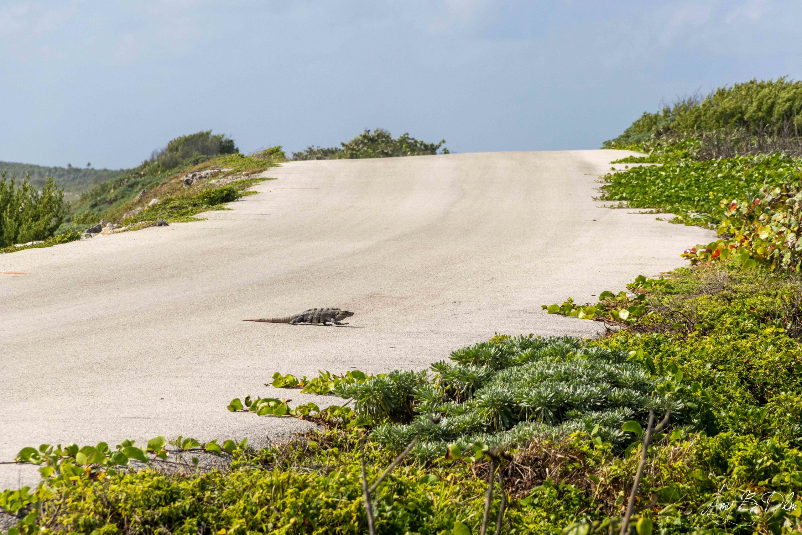 Un iguane qui traverse la route a Cozumel