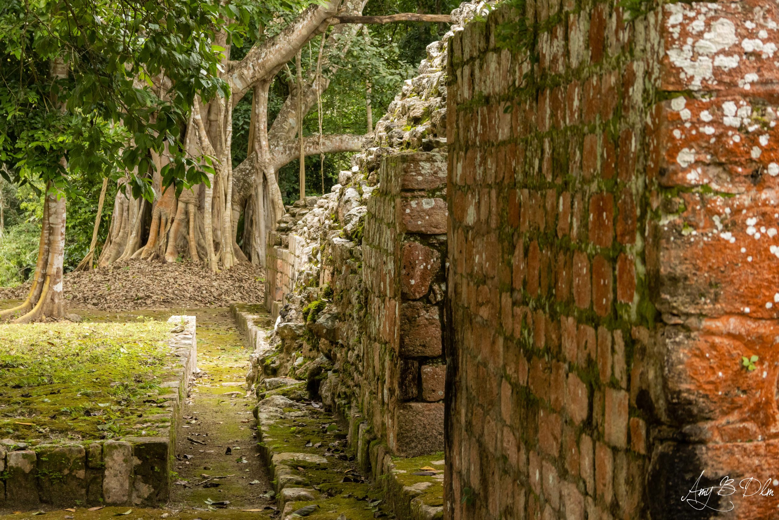 Les ruines de Becan dans la jungle