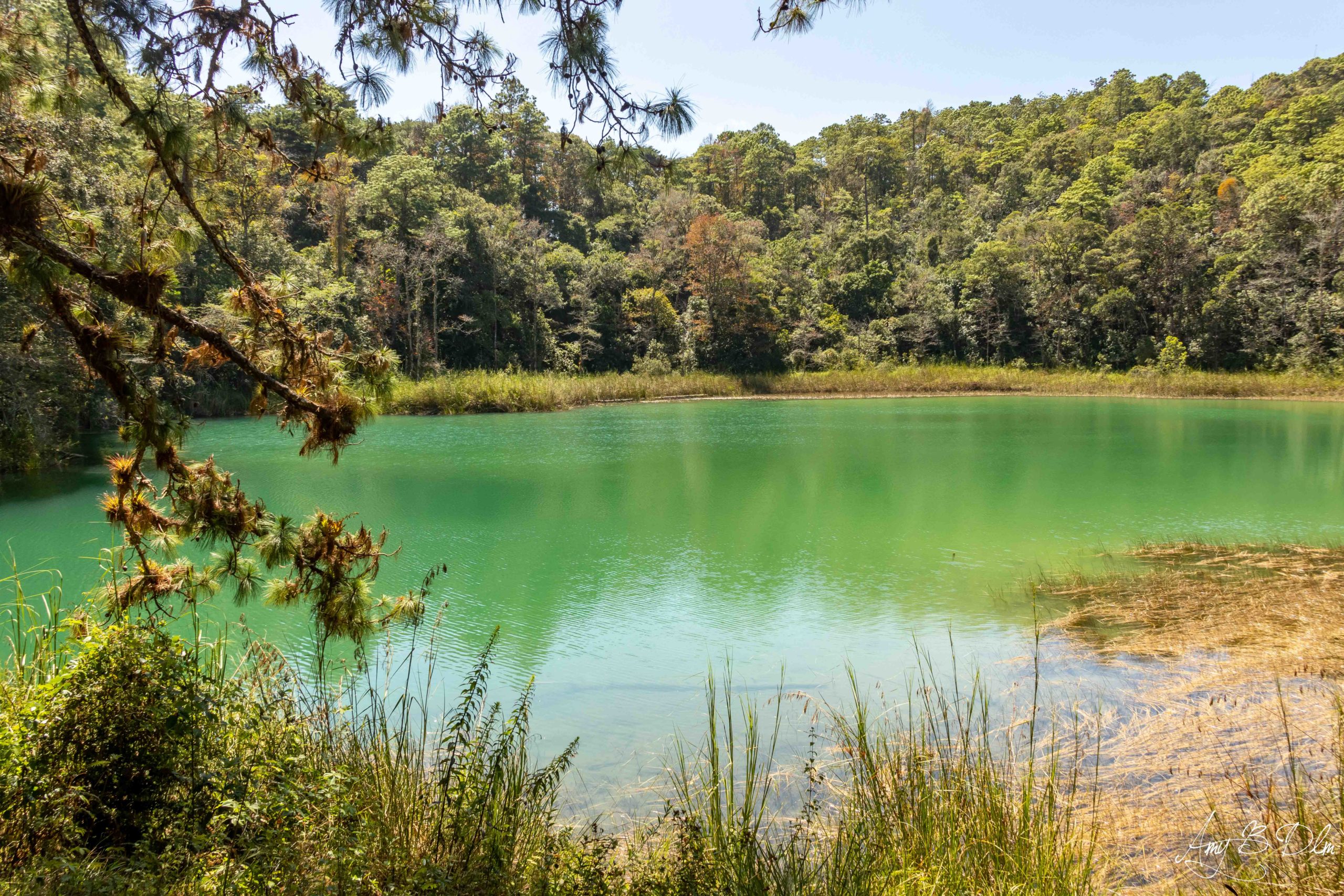 La couleur verte de la laguna esmeralda dans le parc national des lagos de montebello