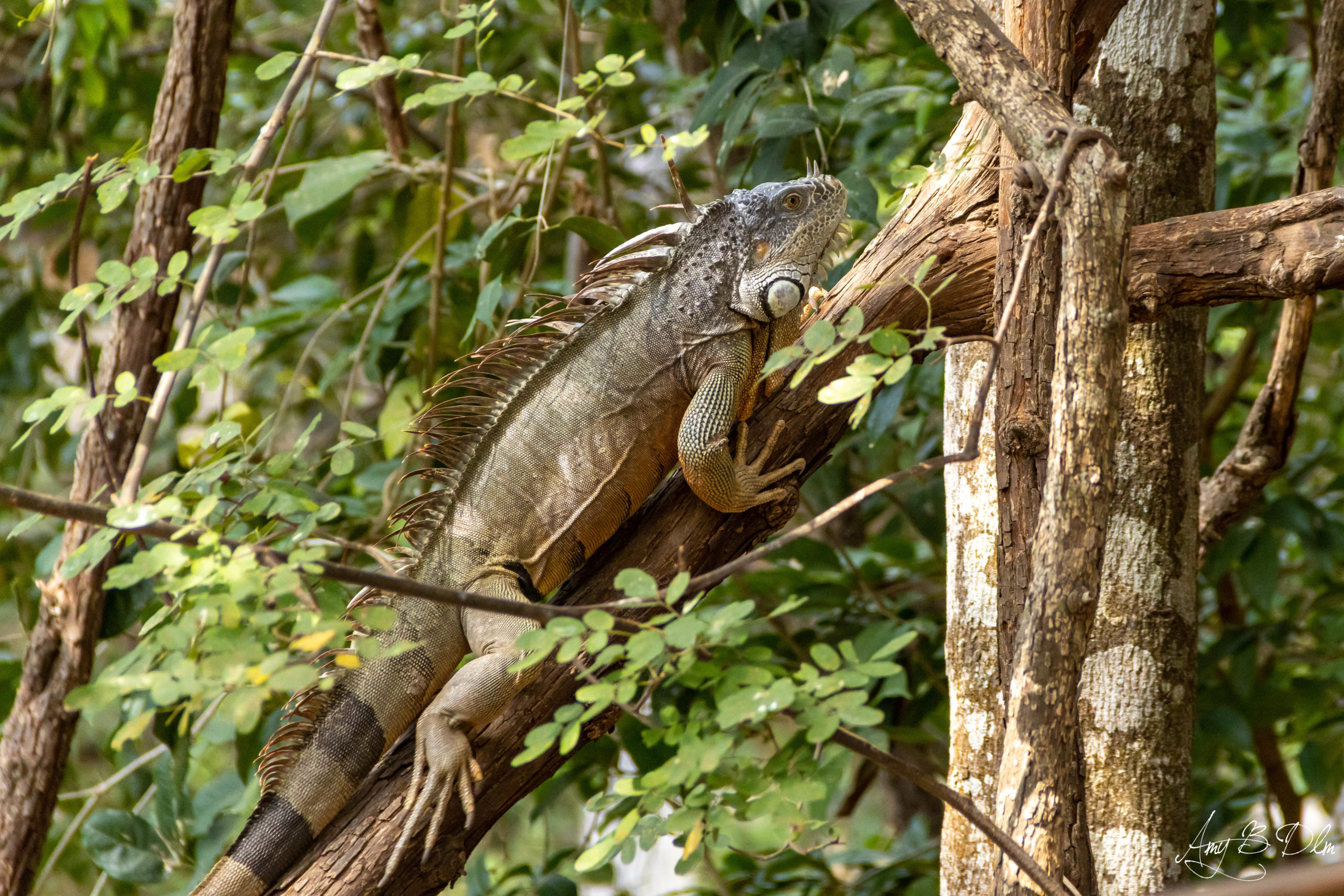 Iguane terrestre dans un arbre au Mexique