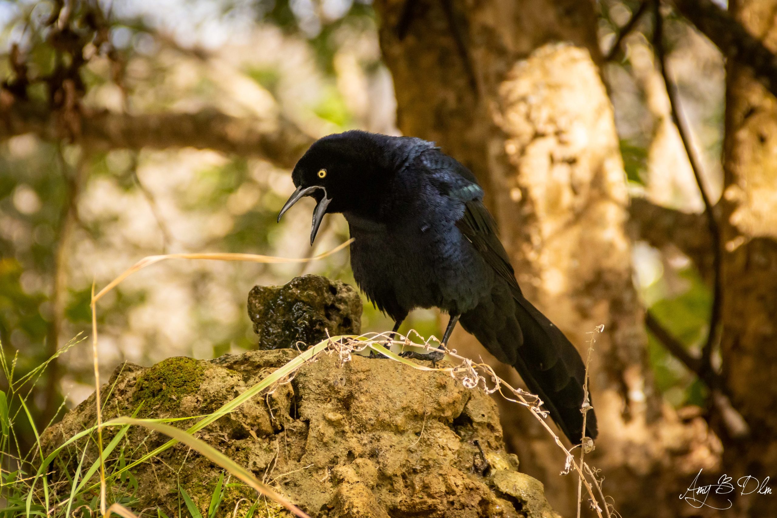 C'est juste un oiseau mais sa tête me fait rire !