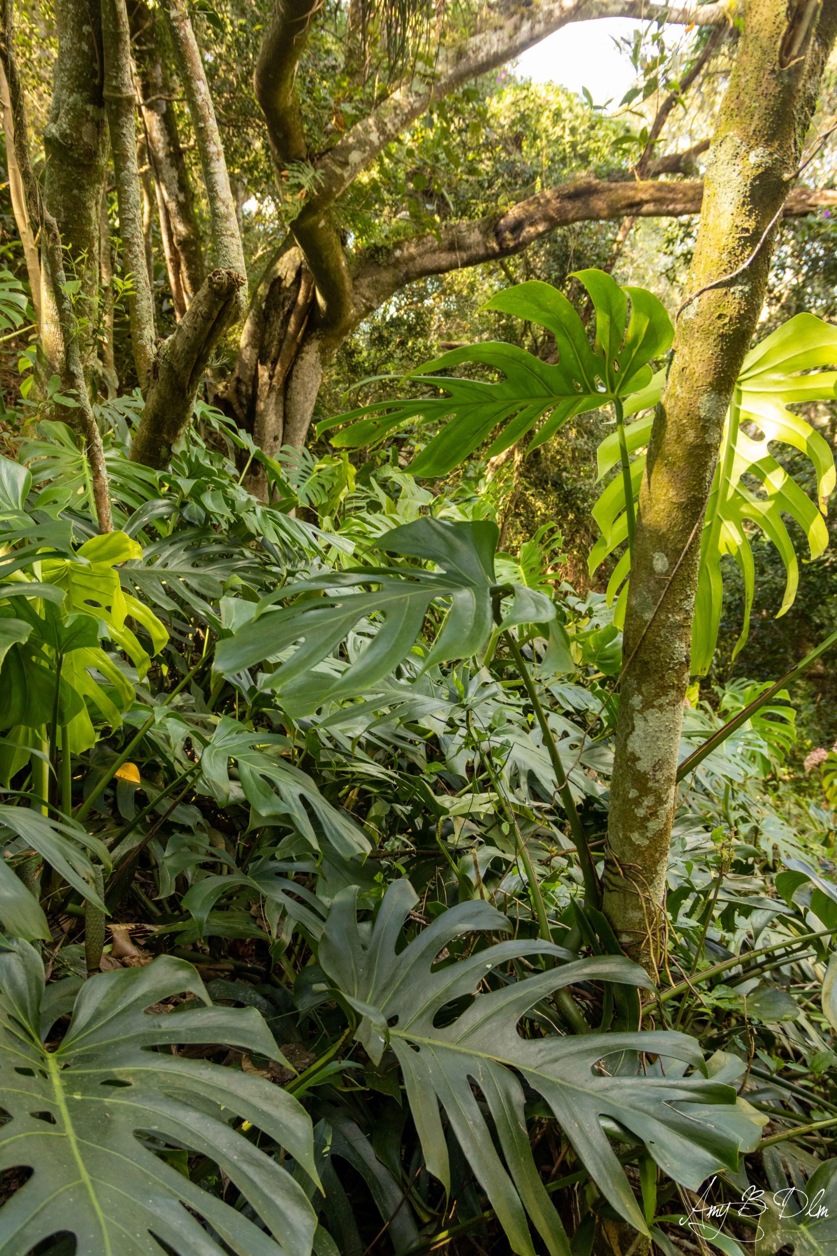 Plantes type monstera en pleine nature au mexique