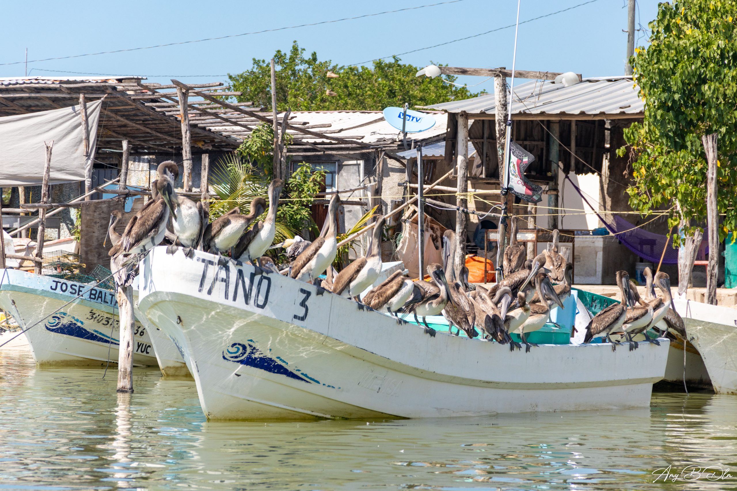 Pelicans sur un bateau de peche au Mexique