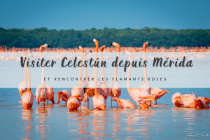 des flamants roses au mexique dans la reserve de la biosphere de celestun