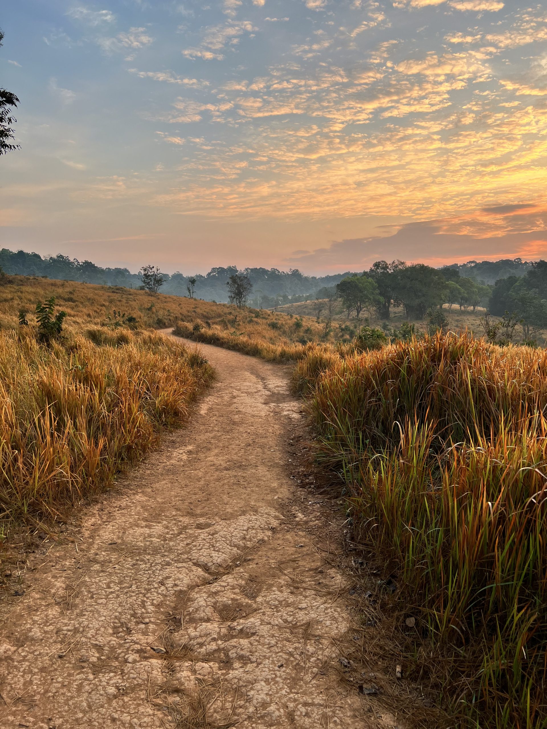 Un sentier au lever du jour dans un paysage de savane a khao yai en thailande