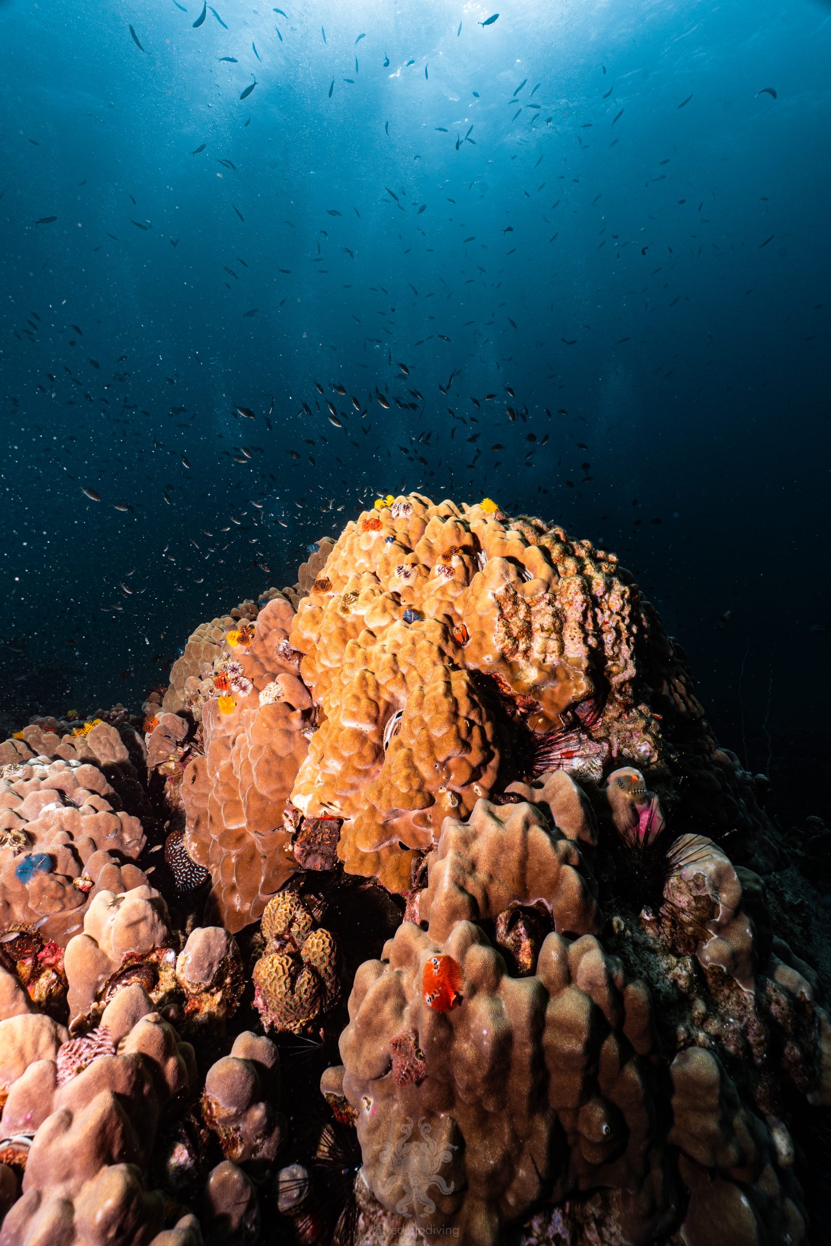 fonds marins a koh tao