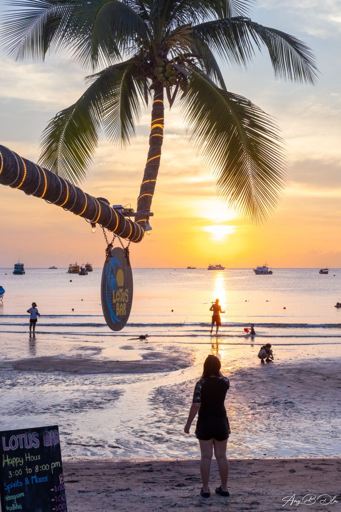 Palmier coucher sur la plage de Sairee a Koh Tao